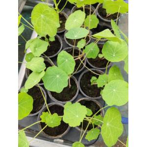 Capucine naine grimpante