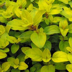 Plante vivace origan doré