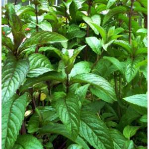 Plant aromatique menthe chocolat