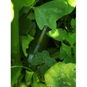 Courgette verte-(plant)