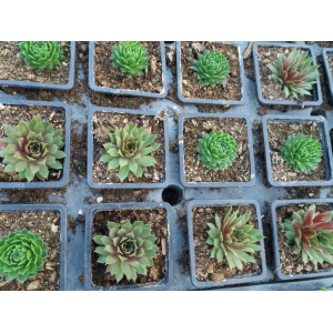 Vivace rocaille sempervirum x 3 variétés