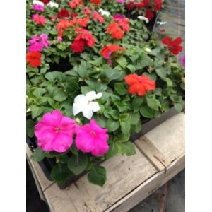 Impatiens - barquette de 10
