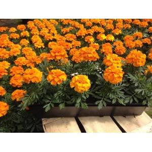 œillet d'inde - orange - barquette de 10