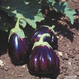 Aubergine black beauty