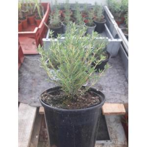 Thym en pot