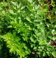 Plant aromatique livèche - céleri perpetuel