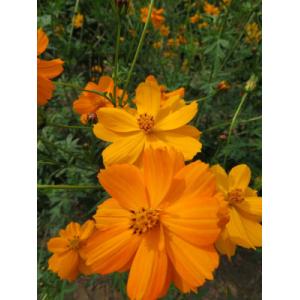 Plant fleur cosmos sulfureux