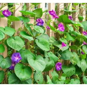 Plant fleur ipomée tricolore