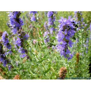 Plant aromatique hysope