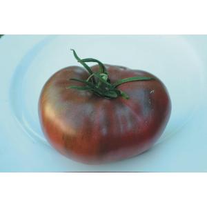 Plant tomate russe charbonneuse