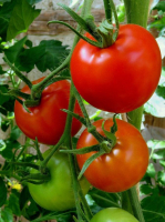 Mix 10 plants surprise de tomates rouge