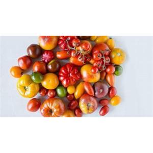 Mix 10 plants surprise de tomates colorées