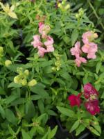 Muflier en mélange en godet