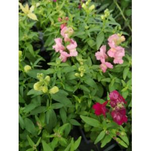 Muflier en mélange en godet