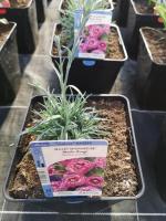 Oeillet mignardise rouge pot 3l