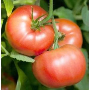 Plant tomate - reine des hâtives