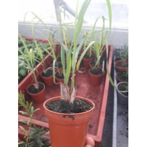 Citronelle de madagascar