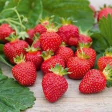 Barquette 250 gr fraise charlotte