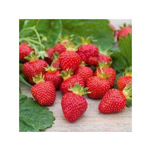 Barquette 250 gr fraise charlotte