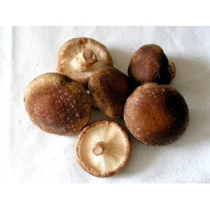 Shiitaké