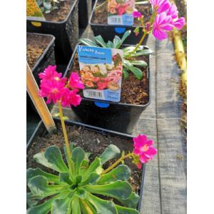 Lewisia varié en pot de 3l
