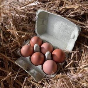 Oeuf frais fermier x6