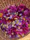 Fleurs comestibles bio 25 pièces - image 4