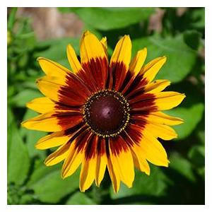 Rudbeckia denver daisy