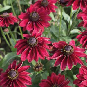 Rudbeckia cherry brandy