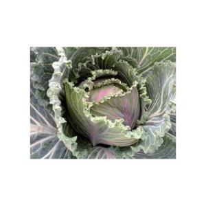 Chou de milan port-neuf