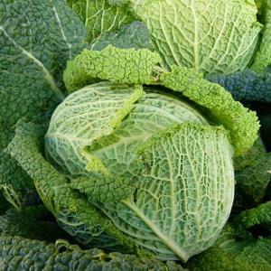 Chou frisé vert paradiesler