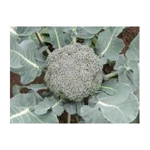 Chou brocoli calinaro