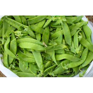 Pois mangetout (gourmands)