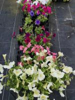 Pétunia massif en godet