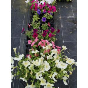Pétunia massif différentes couleurs