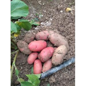 Pommes de terre bio à chair tendre