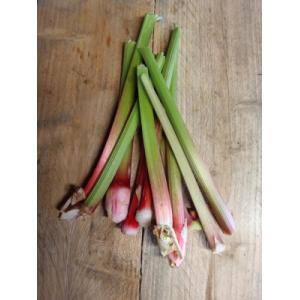 Rhubarbe