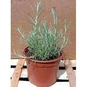 Hélichryse italienne - herbe à curry 1l