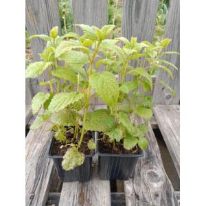 Mélisse officinale citronnelle 0.5l