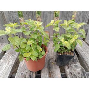 Mélisse officinale mandarine 1l