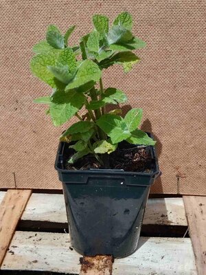 Menthe pomme 0.5l