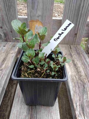 Menthe lemon 0.5l