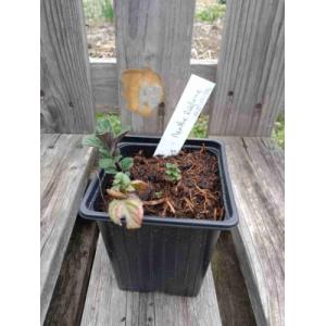 Menthe réglisse 0.5l