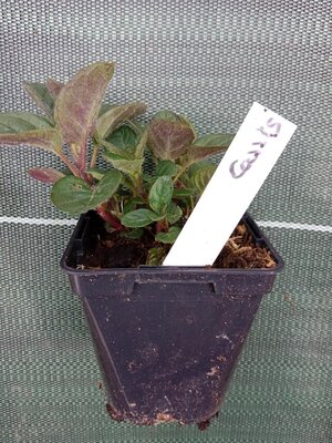 Menthe cassis 0.5l