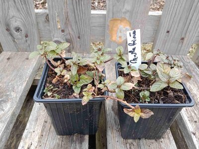 Menthe poivrée 0.5l