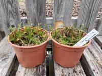 Camomille romaine à fleur simple 1l