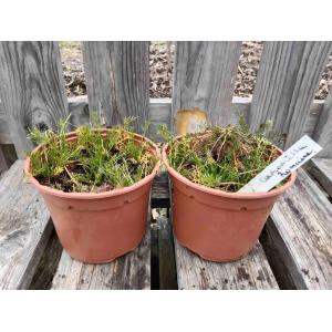 Camomille romaine à fleur simple 1l