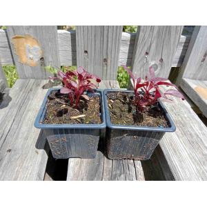 Amarante rouge red garnet