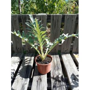 Artichaut imperial star 1 l