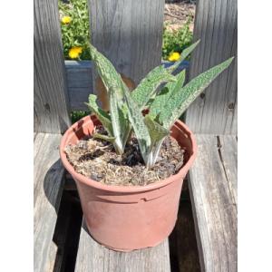 Consoude bocking 14 1l